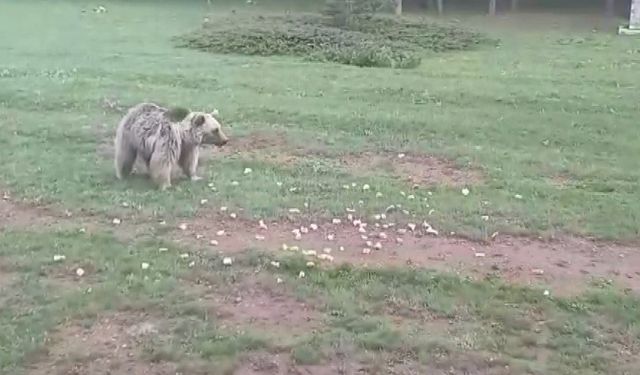 Ekmekle Ayıyı doyurdular