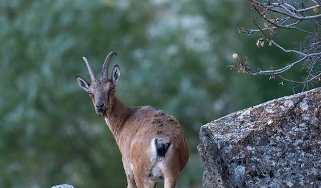 Koruma altındaki dağ keçileri drone ile görüntülendi