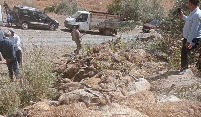 Van’da 334 koyun telef oldu