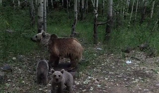 Ayıların doğal halleri kamerada: Kimi izledi, kimi kaçtı