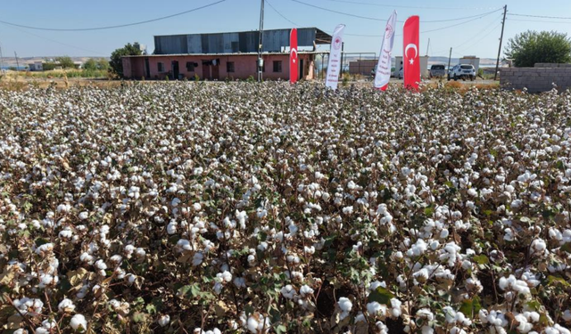 Pamuk hasadı başladı: Rekolte 23 bin 500 ton
