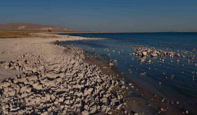 Van Gölü’nde ekosistem alarm veriyor