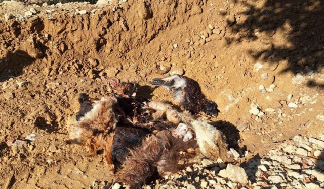 Batman’da kurt saldırısı: 10 hayvan telef oldu