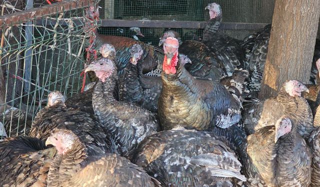 Diyarbakır’da yılbaşı öncesi hindi pazarı hareketliliği