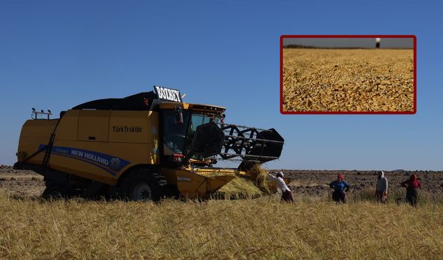 Diyarbakır’dan dünya sofralarına açılan lezzet; Karacadağ Pirinci