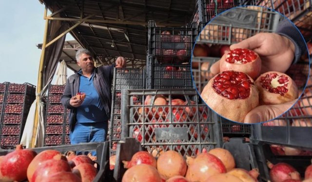 Kuraklık Zivzik narını vurdu: Verim yarı yarıya düştü