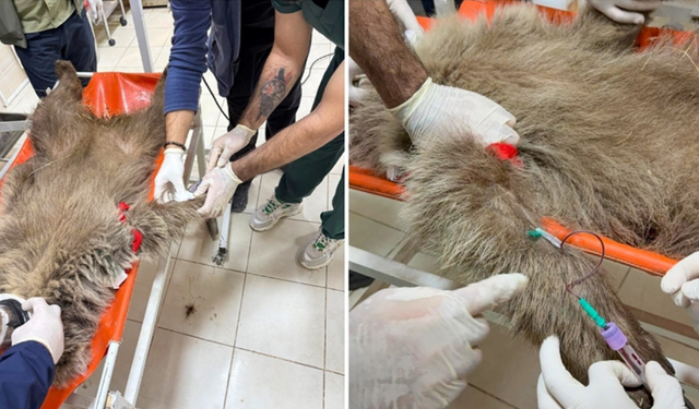 Tunceli’de yaralı bulunan ayı “Umut” Diyarbakır’da tedaviye alındı