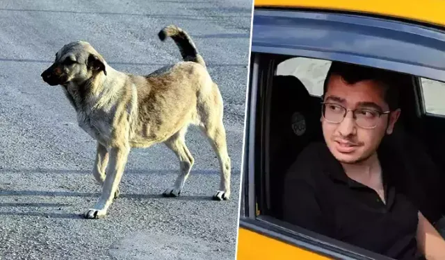 Köpekleri istismar eden doktorun davası yeniden başlıyor