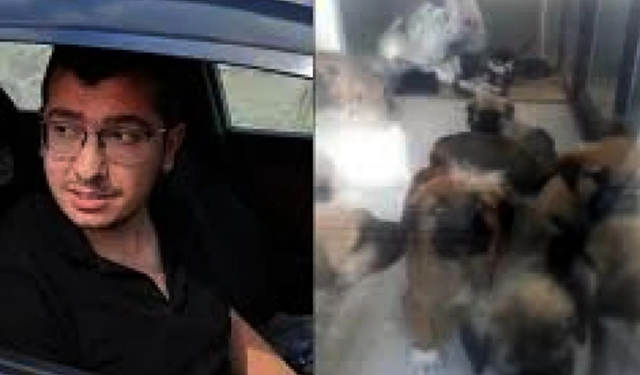 Köpekleri öldüren şahısa verilen cezada indirim