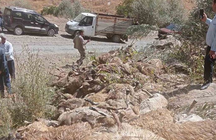 Van’da 334 koyun telef oldu