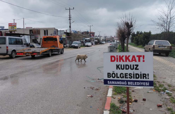 Hatay’da 4 mahalle kuduz nedeniyle karantinaya alındı