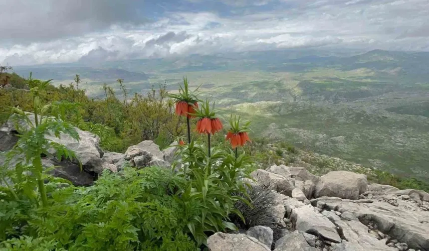 Diyarbakır’da endemik ters lale görüntülendi