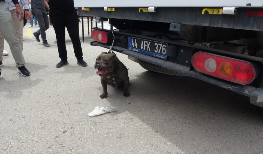 Kontrolünü kaybeden pitbull kadına saldırdı