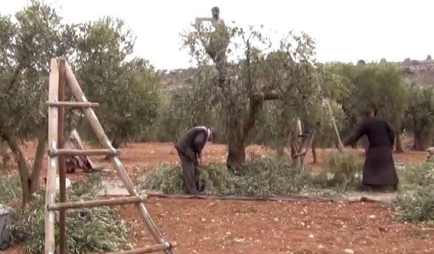 Afrin’de silahlı gruplar Kürt vatandaşın bin zeytin ağacına el koydu