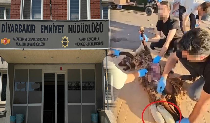 Diyarbakır’da koyunun karnından uyuşturucu çıktı!