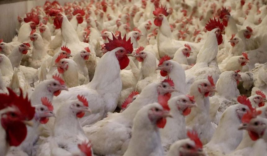 Tavuk eti üretimi arttı, yumurta üretimi azaldı