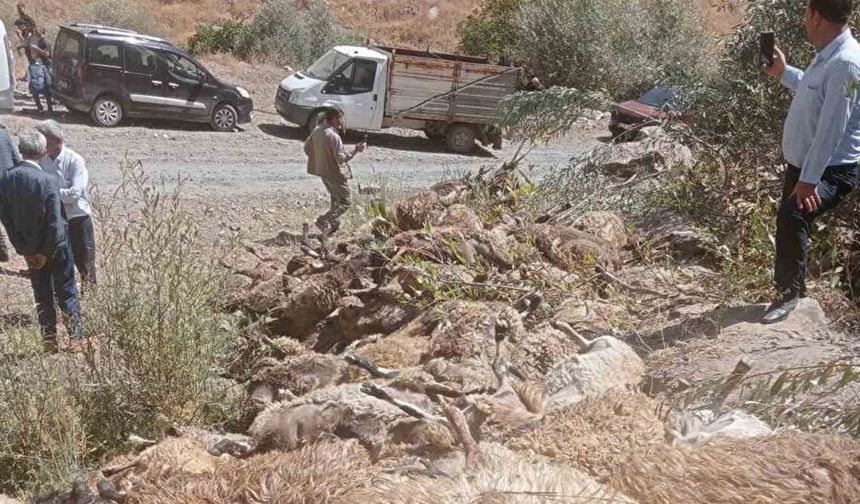 Van’da 334 koyun telef oldu