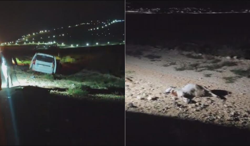 Karayolunda korkunç görüntüler: Sürü araçların arasında kaldı