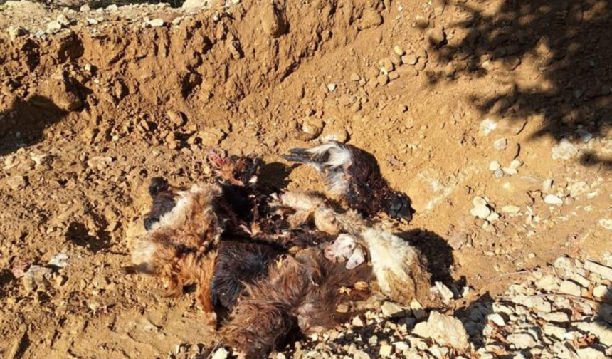 Batman’da kurt saldırısı: 10 hayvan telef oldu