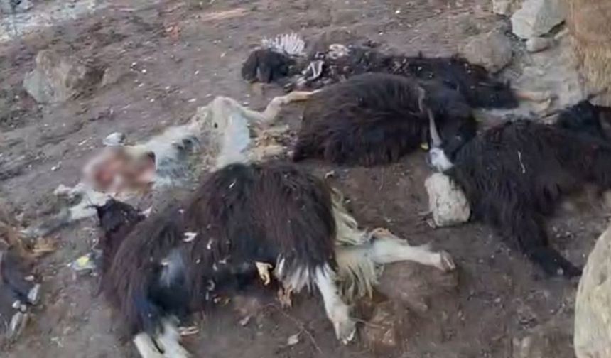 Batman’da kurtlar saldırdı: 10 keçi telef oldu