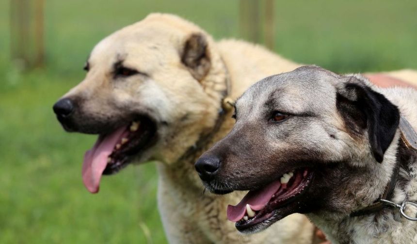 Erzurum’da sokak köpeği kalmadı, gözler Diyarbakır’a çevrildi