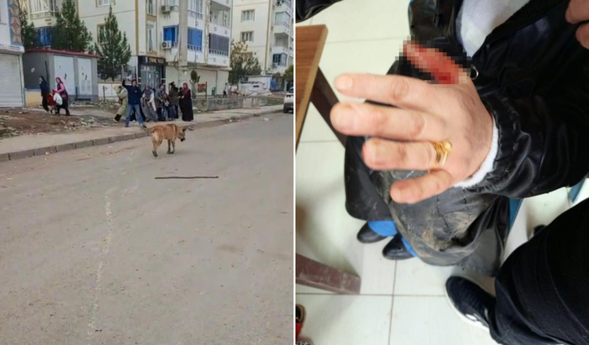 Diyarbakır’da başıboş köpek saldırısı: 2 yaralı