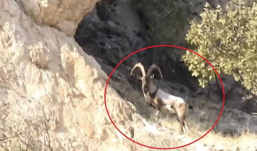 Diyarbakır’da koruma altındaki keçiler görüntülendi