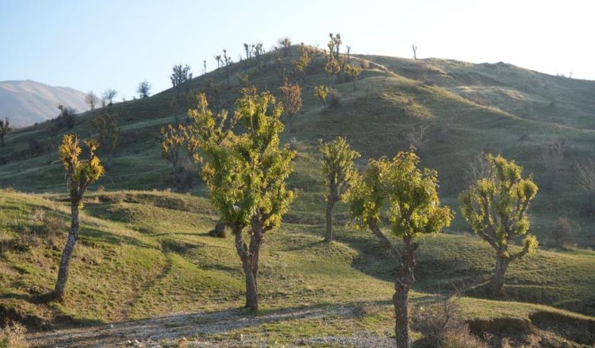 Kış ortasında bahar havası: Ağaçlar yeniden yeşerdi