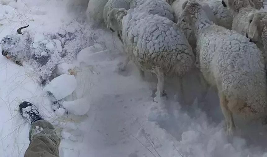 Van’da çığ felaketi: 100’den fazla küçükbaş telef oldu