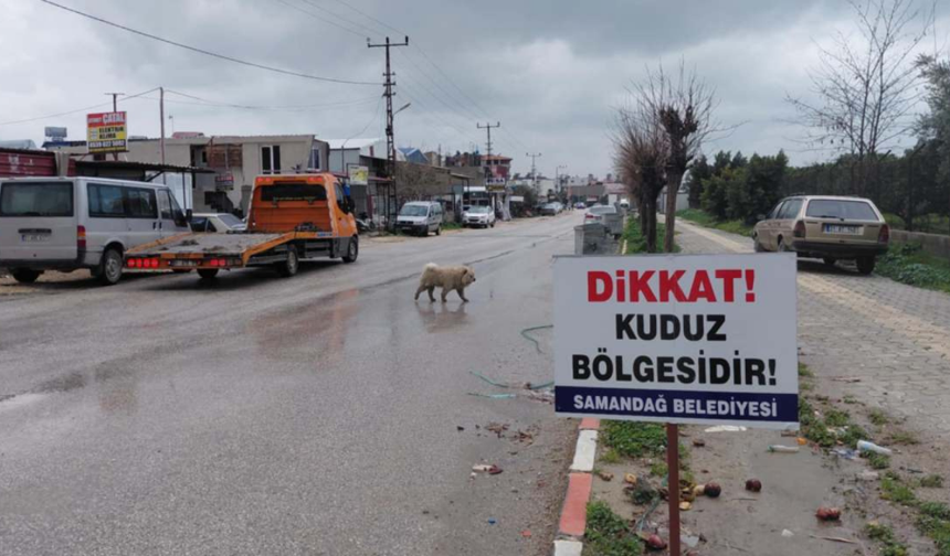 Hatay’da 4 mahalle kuduz nedeniyle karantinaya alındı