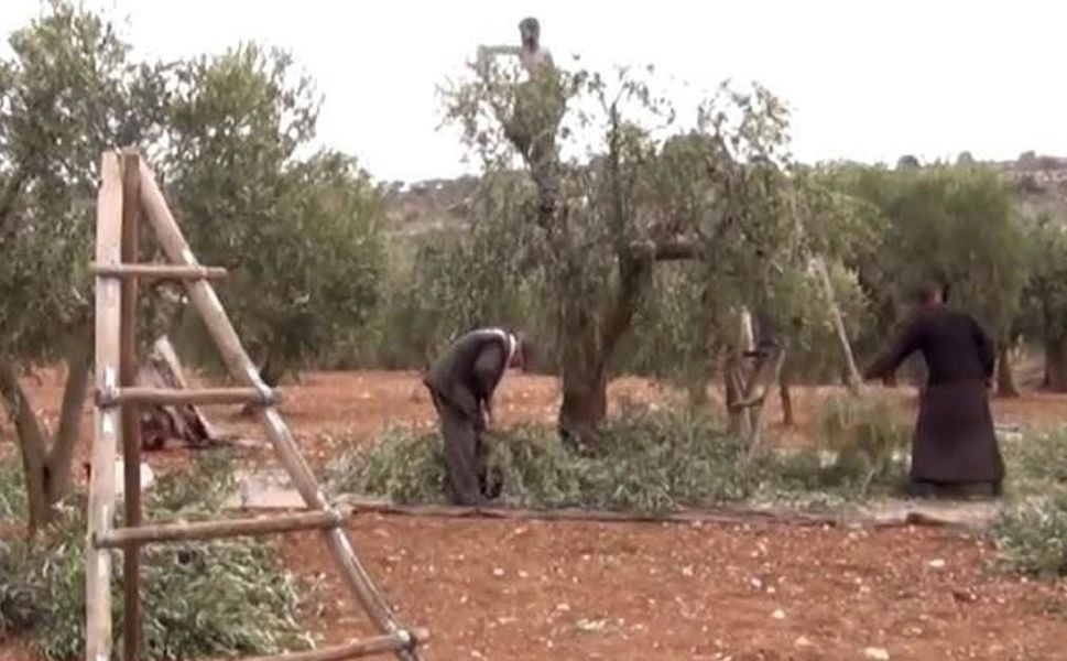 Afrin’de silahlı gruplar Kürt vatandaşın bin zeytin ağacına el koydu