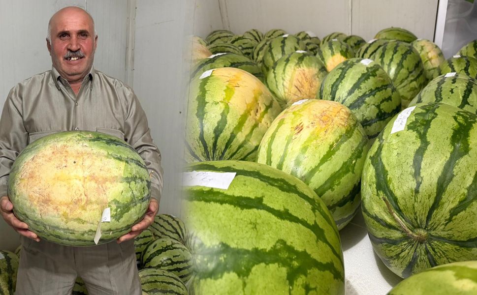 Diyarbakır karpuz yarışması için hazır
