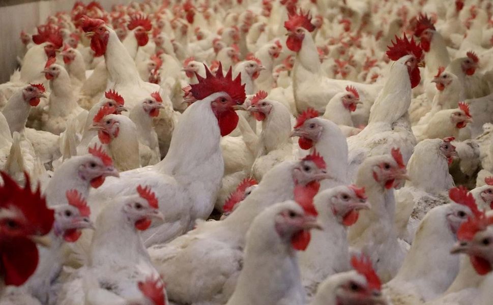 Tavuk eti üretimi arttı, yumurta üretimi azaldı