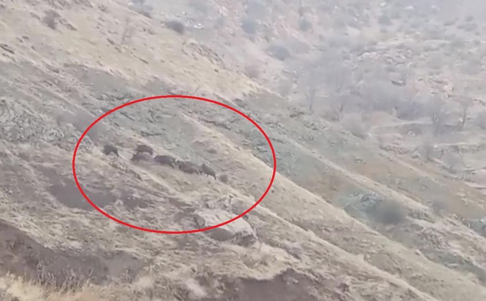 Diyarbakır’da domuz sürüsü yerleşim alanına kadar indi