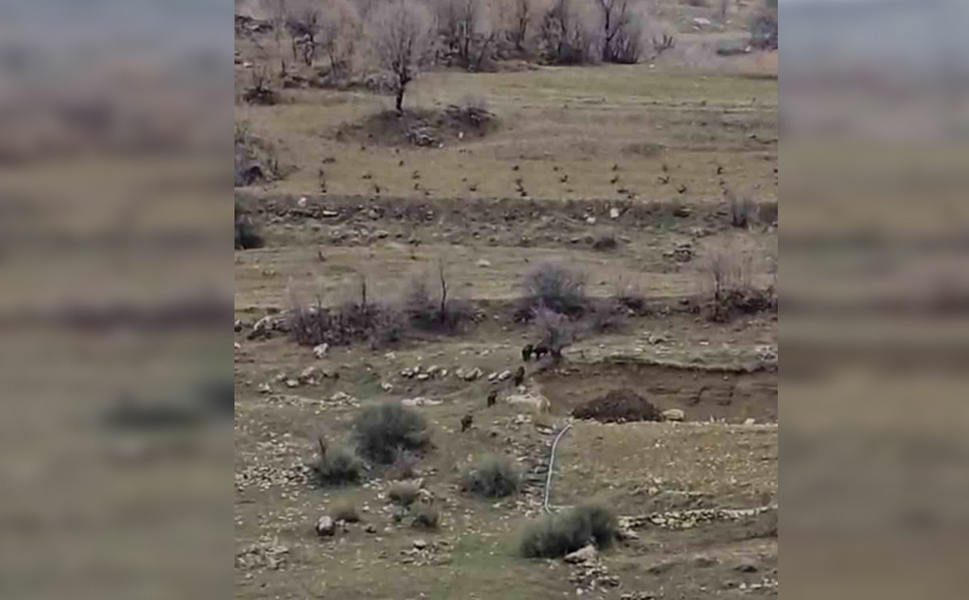 Diyarbakır’da domuz sürüsü mahalleye girdi