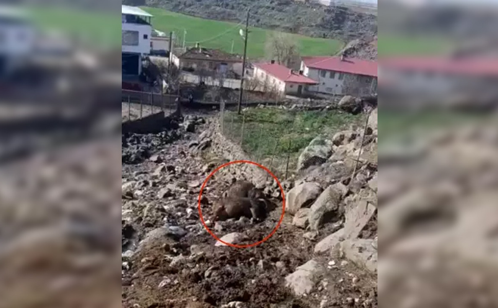 Diyarbakır’da elektrik hattı koptu, 2 inek telef oldu