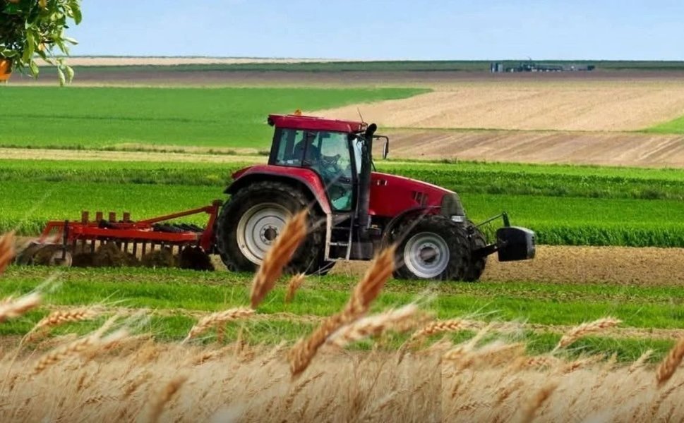 Güneydoğu'da hububattan mercimeğe geçiş: Diyarbakırlı çiftçinin gözdesi